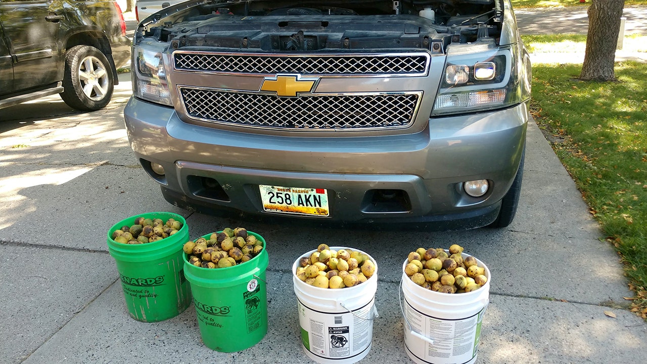 Squirrel hid 175 pounds of nuts in Chevy Avalanche pickup while owner was away