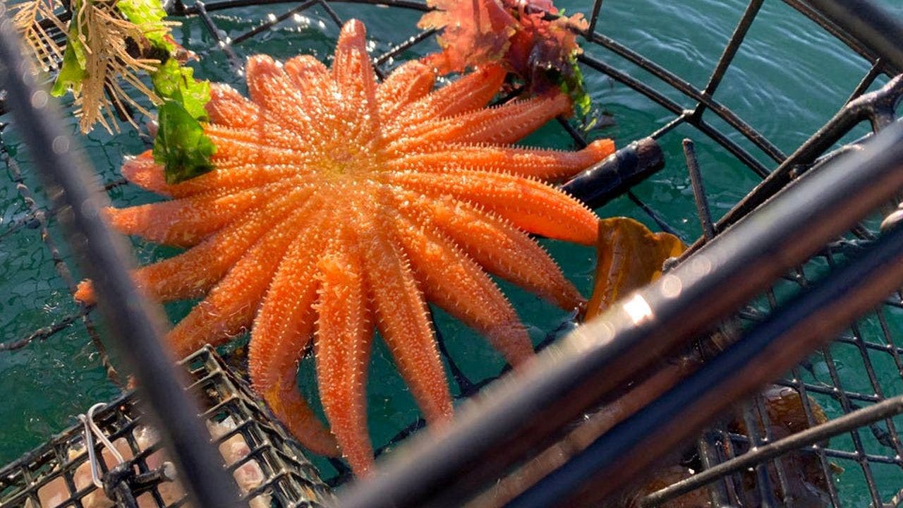Fisherman catches 19-armed endangered starfish in crab trap: 'Making a comeback'
