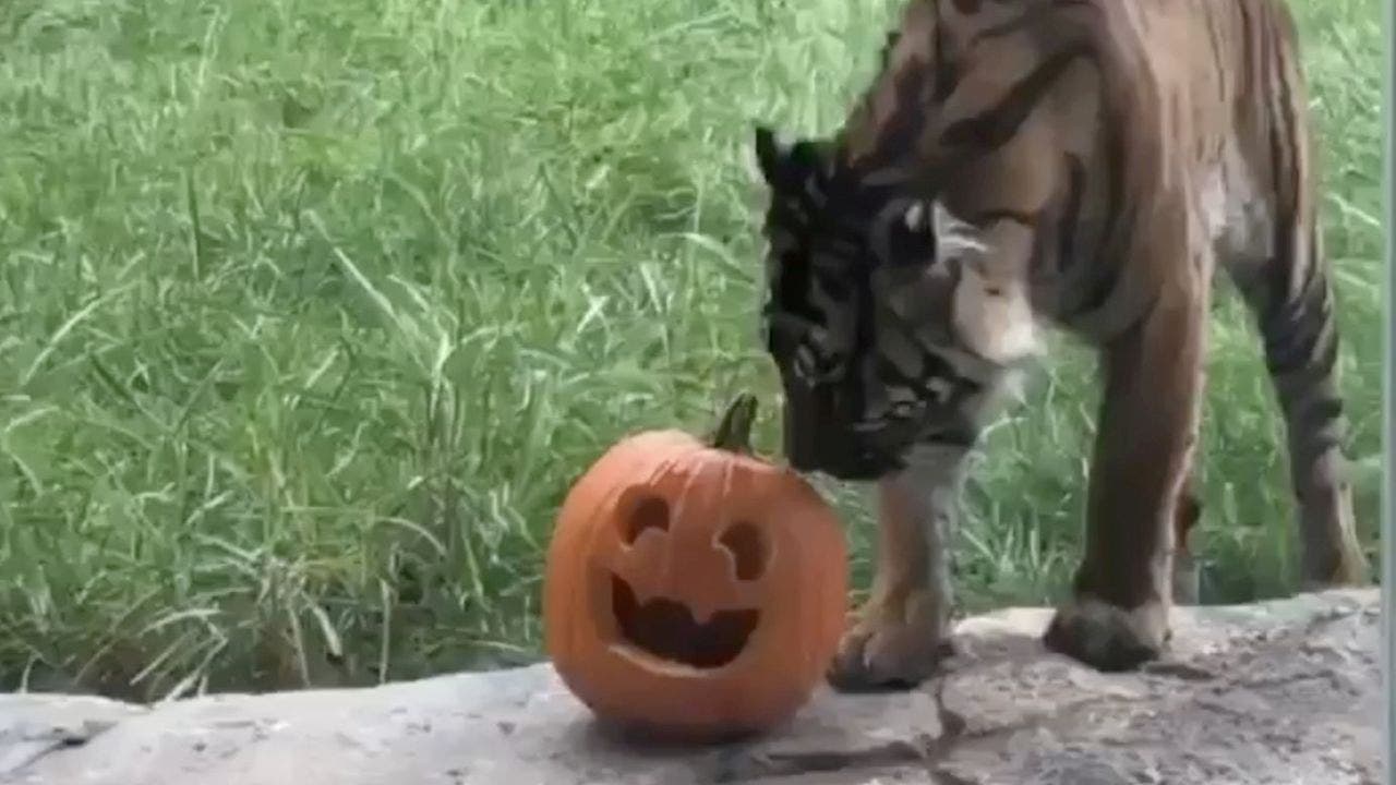 Tiger’s pumpkin snatch fail tickles the internet: 'Run pumpkin run'