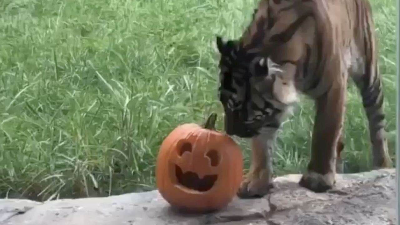 FOX NEWS: Tiger’s pumpkin snatch fail tickles the internet: 'Run pumpkin run'