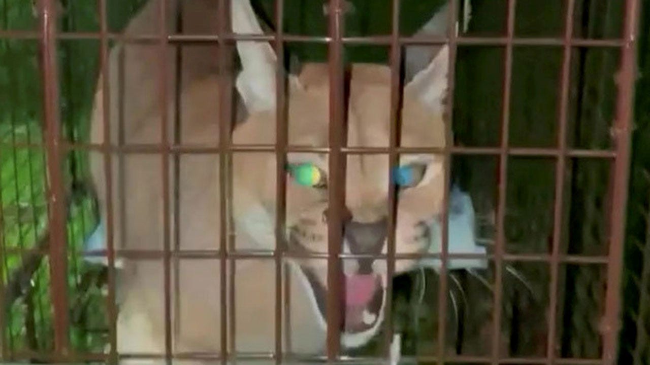 Large cat escapes cage in suburb near Detroit