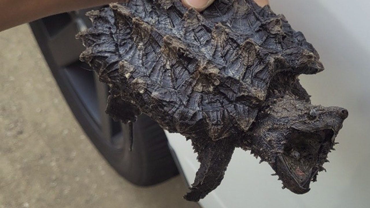 Texas man caught with alligator snapping turtle and other illegal pets