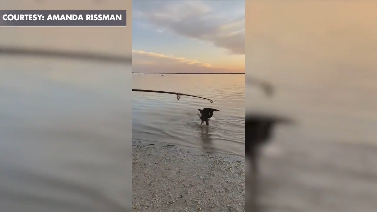 Florida fisherman catches small shark, bald eagle grabs it: SEE IT