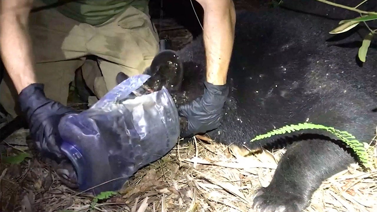 Florida bear's head freed from plastic container after being stuck for a month