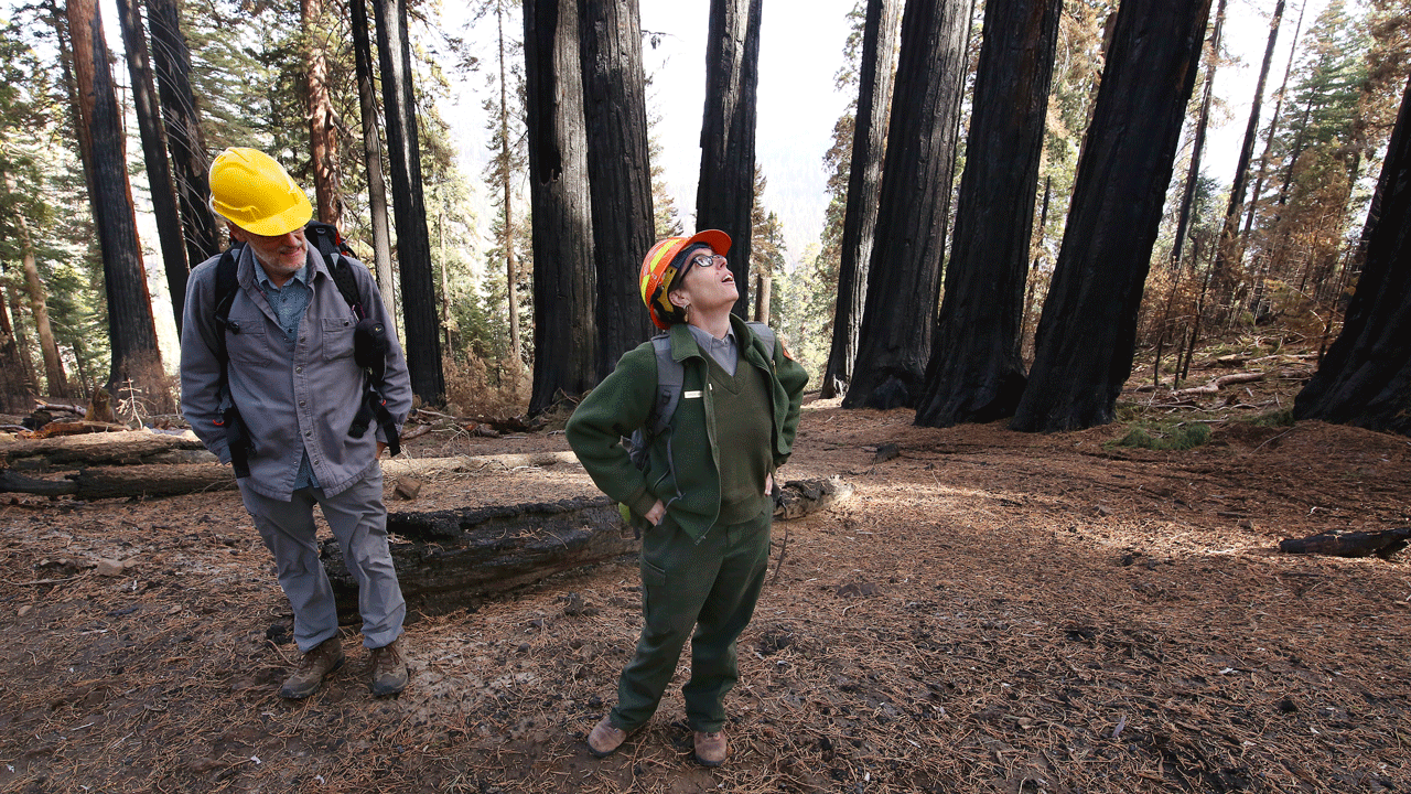 Christy Brigham, of the Sequoia &amp; Kings Canyon Fire Service, surveys the devastation of the KNP Complex fires at the Redwood Mountain Grove in the KingsCanyon National Park, Calif., Friday, Nov. 19, 2021. 