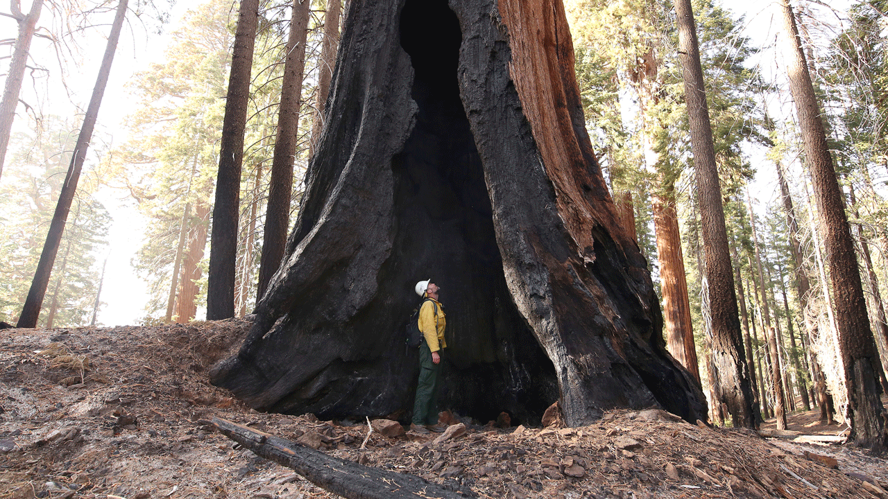 Assistant Fire Manager Leif Mathiesen, of the Sequoia &amp; Kings Canyon Nation Park Fire Service, looks for an opening in the burned-out redwood tree from the Redwood Mountain Grove which was devastated by the KNP Complex fires earlier in the year in the KingsCanyon National Park, Calif., Friday, Nov. 19, 2021.