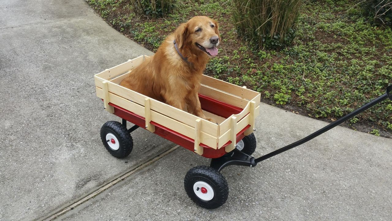 Heartfelt TikTok shows neighbors giving wagon to dog struggling to walk