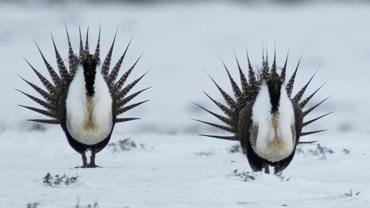 Biden admin examines new measures to protect bird species