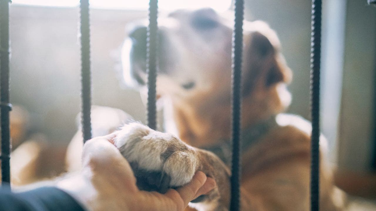 FOX NEWS: Pet shelters see adoption slowdown after pandemic demand, here's why