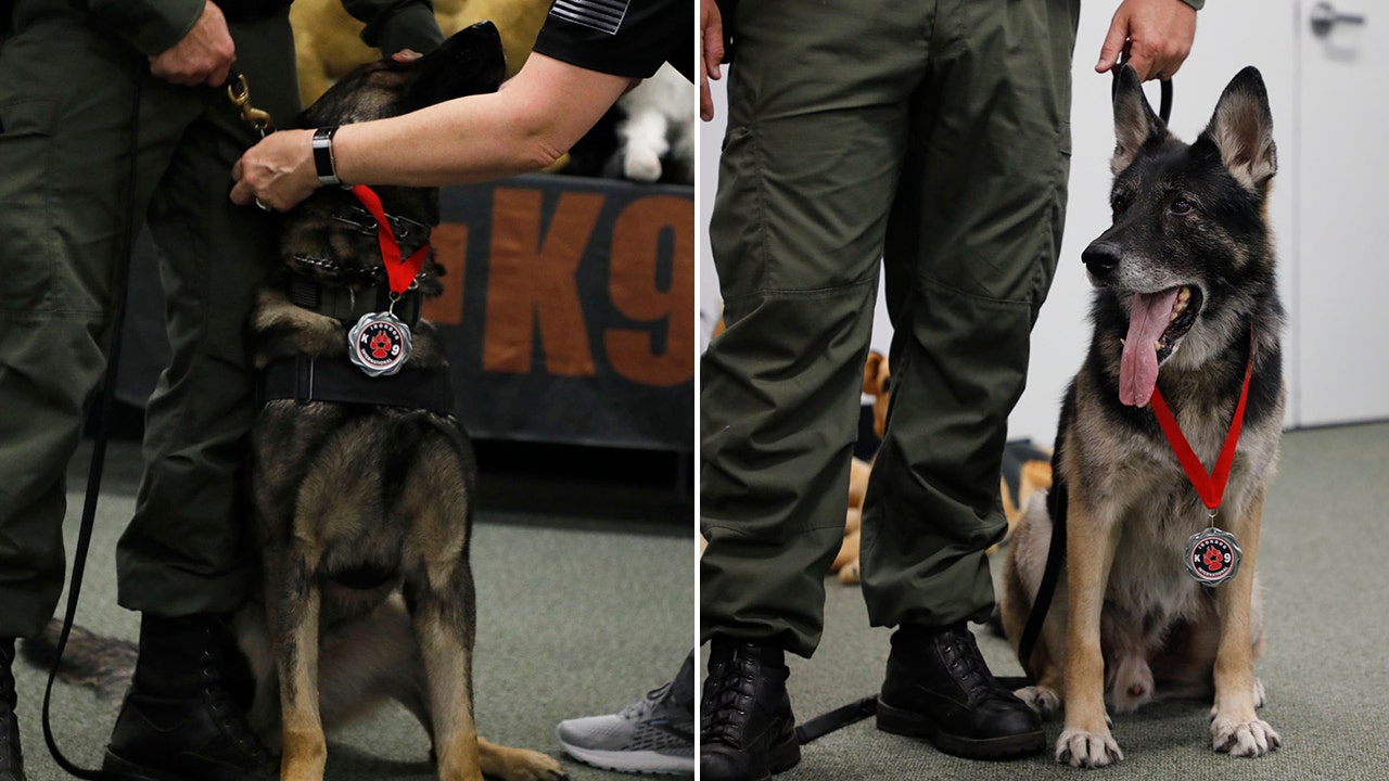 Florida K-9s honored with Purple Hearts after being shot in line of duty