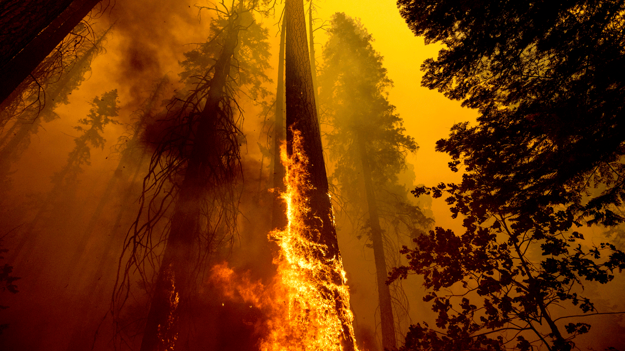 Flames burn up a tree as part of the Windy Fire in the Trail of 100 Giants grove in Sequoia National Forest, Calif., on Sept. 19, 2021. Sequoia National Park says lightning-sparked wildfires in the past two years have killed a minimum of nearly 10,000 giant sequoia trees in California. The estimate released Friday, Nov. 19, 2021, accounts for 13% to 19% of the native sequoias that are the largest trees on Earth. (AP Photo/Noah Berger, File)