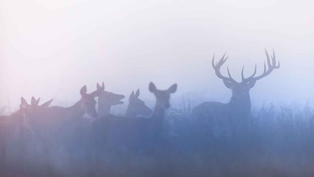 Missouri preliminary deer hunting numbers lower than last year