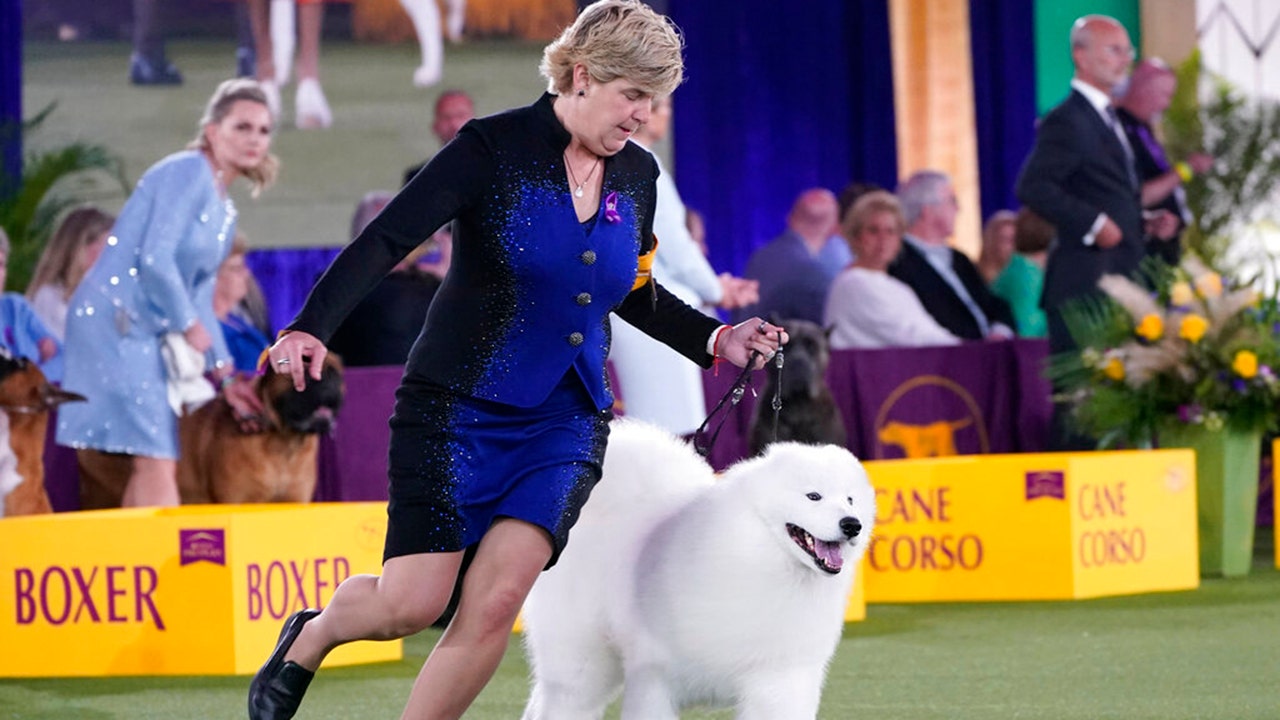 Westminster Dog Show 2022 postponed due to COVID-19