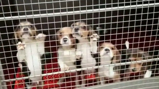NIH under investigation for $1.2M purchase of beagles for ‘hideous’ experiments: PETA VP