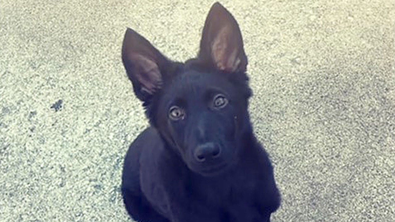 Kansas police officer’s German Shepherd puppy beheaded in targeted attack, police say