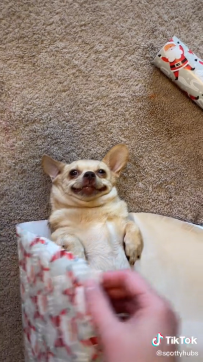 Dog gets wrapped up like a Christmas present in hilarious viral video