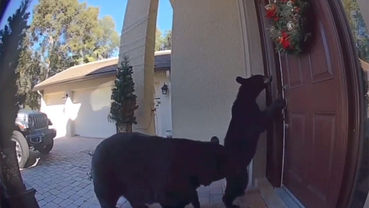 Bear tries to open family's front door on Christmas day in Florida