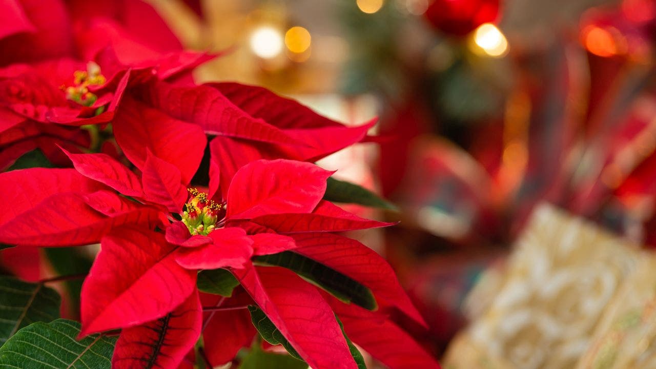 How to care for poinsettias: A smart guide to the Christmas flower