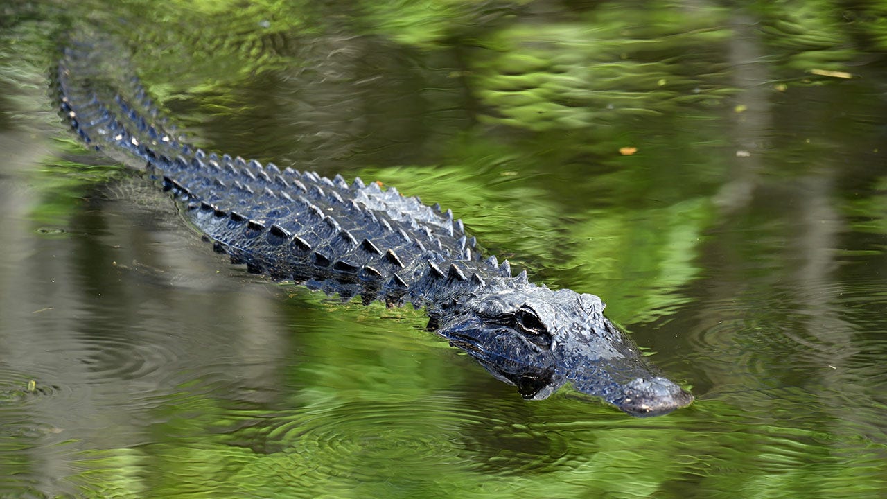 Florida alligator found with a knife stuck in its head is euthanized