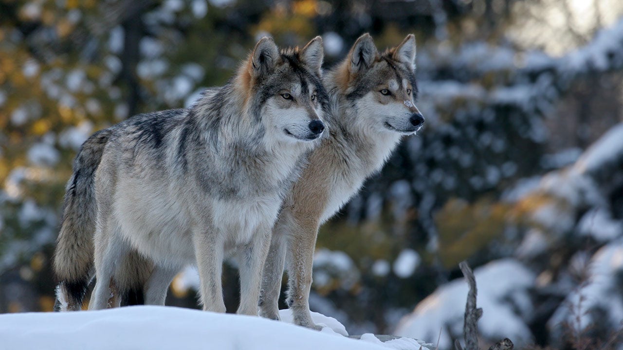 Wisconsin winter wolf hunt may not be held this season