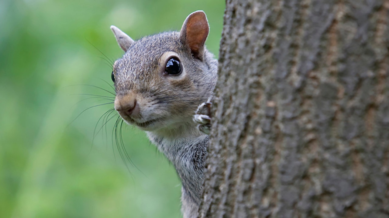 Squirrel put down after attacking more than a dozen people in UK town ...