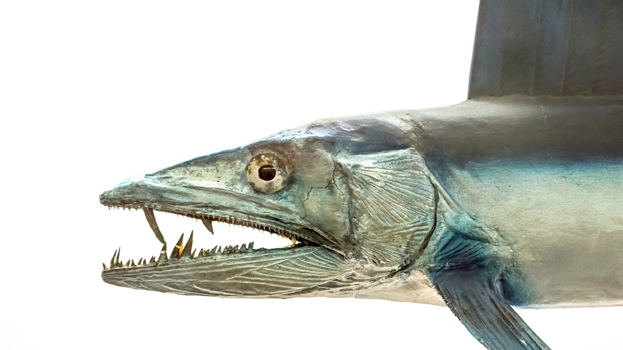 lancetfish