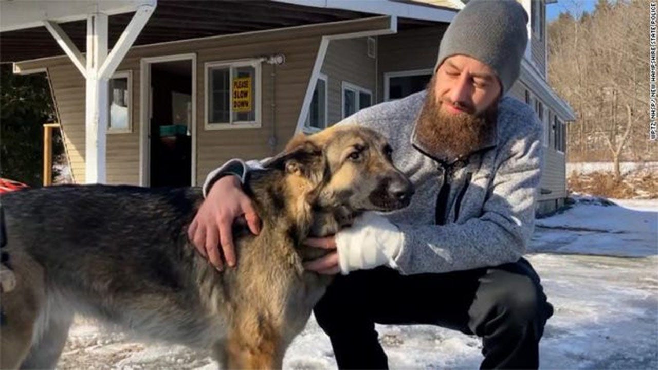 'Guardian angel' dog leads police to badly injured owner after highway crash