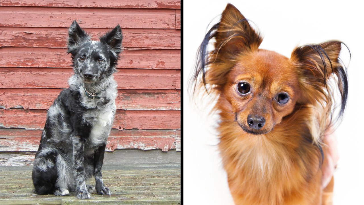New AKC Breeds Mudi And Russian Toy 