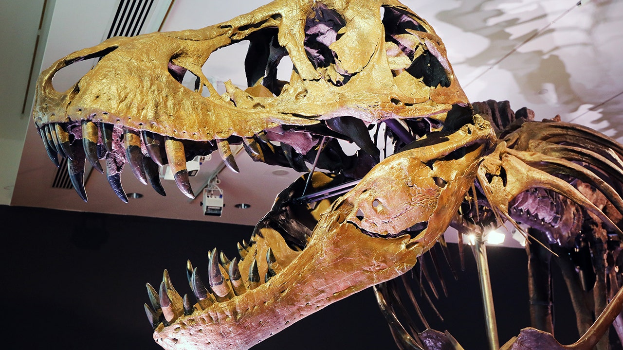 Tyrannosaurus rex may have been three separate species, say scientists