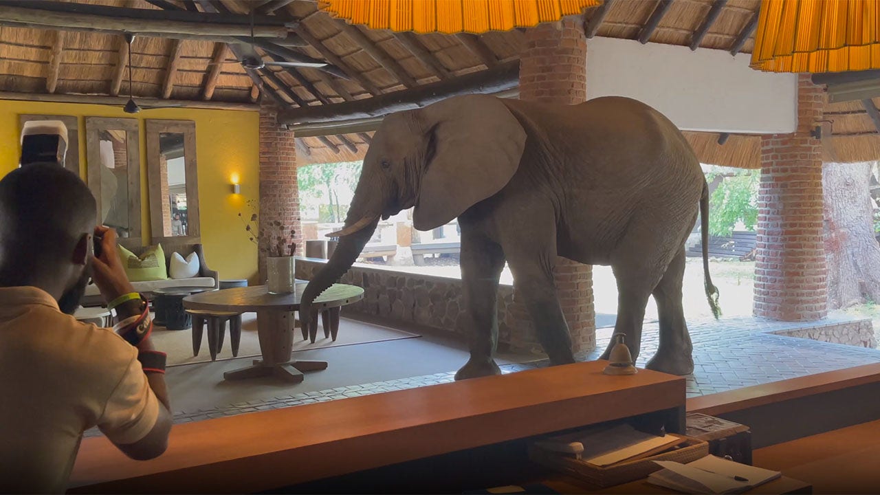 Elephants wanders into hotel lobby through the front door