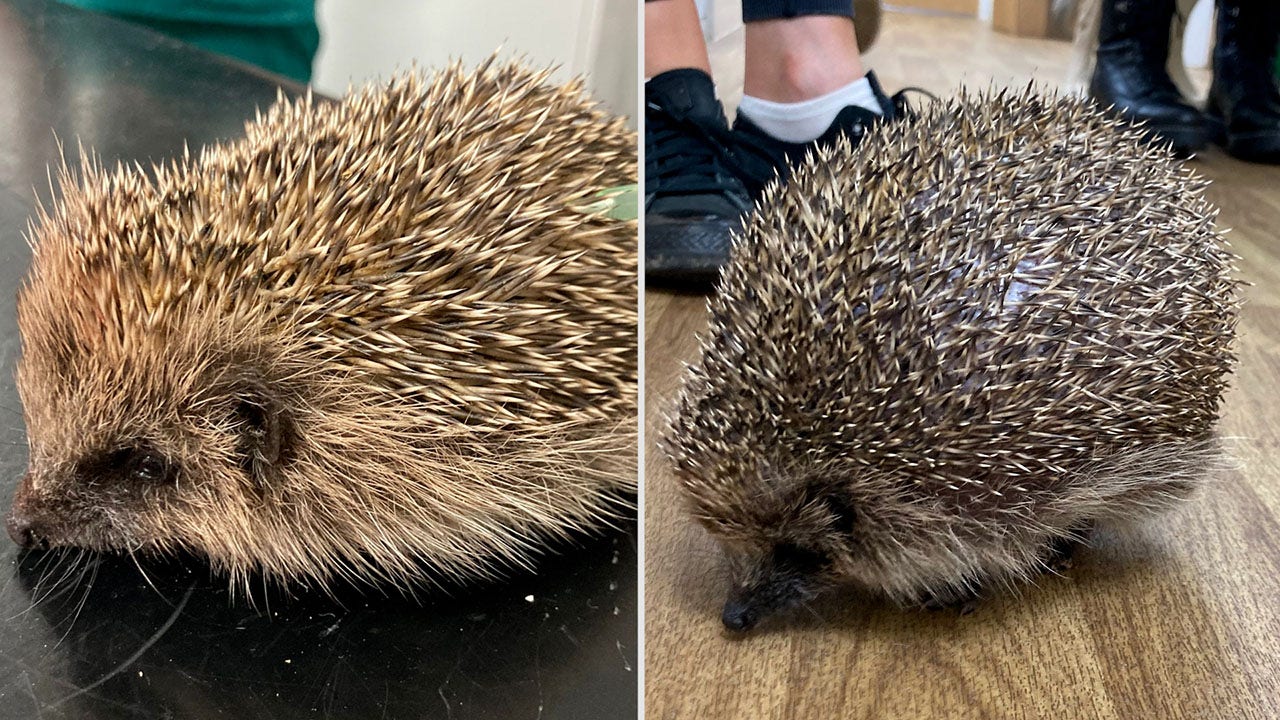 Hedgehog balloons up to massive size after developing rare condition