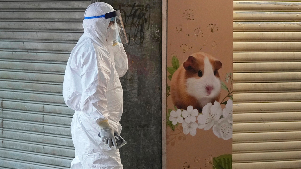 Image Hong Kong to kill 2,000 animals after several hamsters test positive for COVID-19