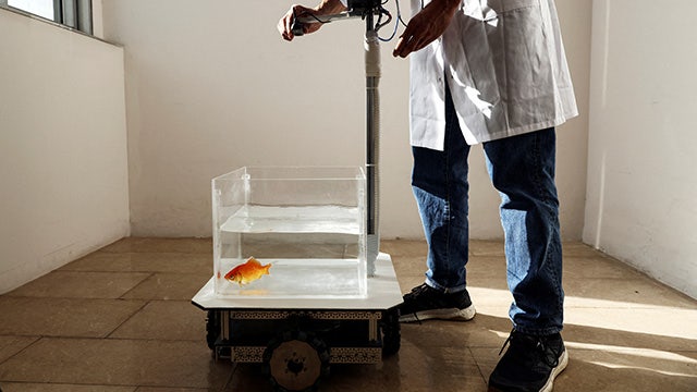 Scientists built a car that fish can drive