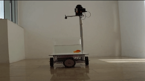 A camera tracks the movement of the fish and drives the vehicle in the same direction.