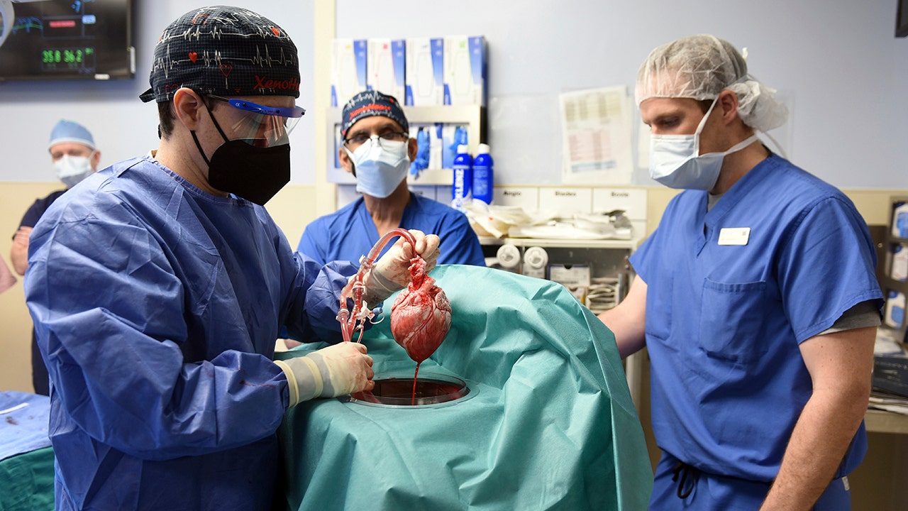 Heart transplant: Man gets genetically altered pig’s heart in first-of-its-kind procedure