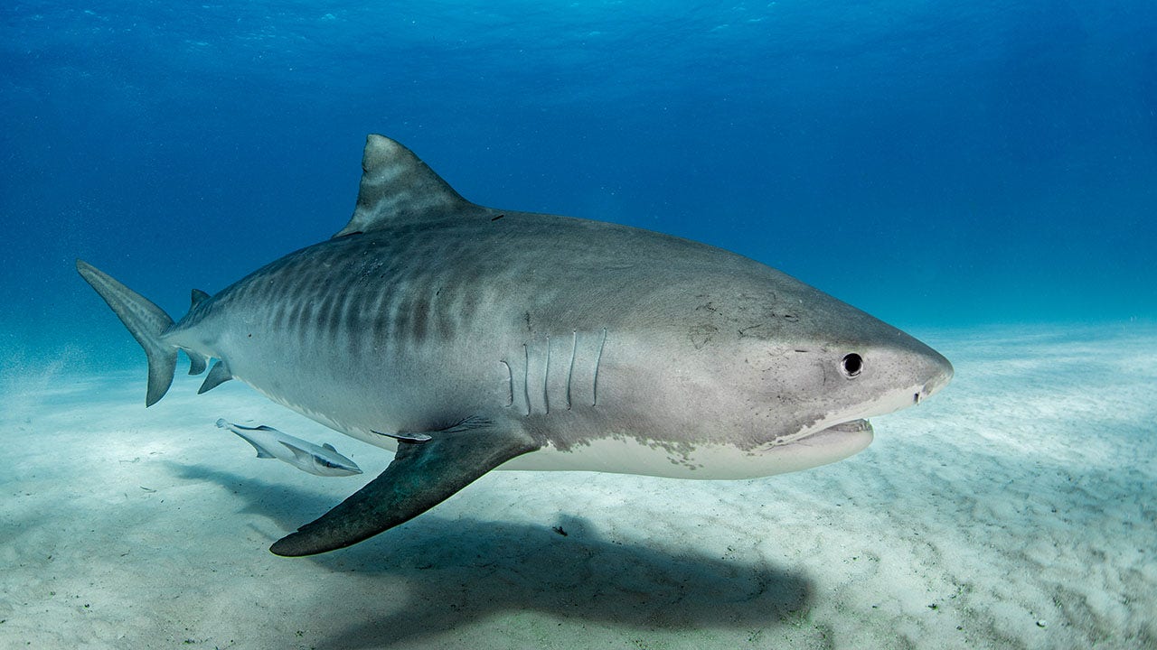 Tiger sharks are migrating into new areas along the east coast, new study says