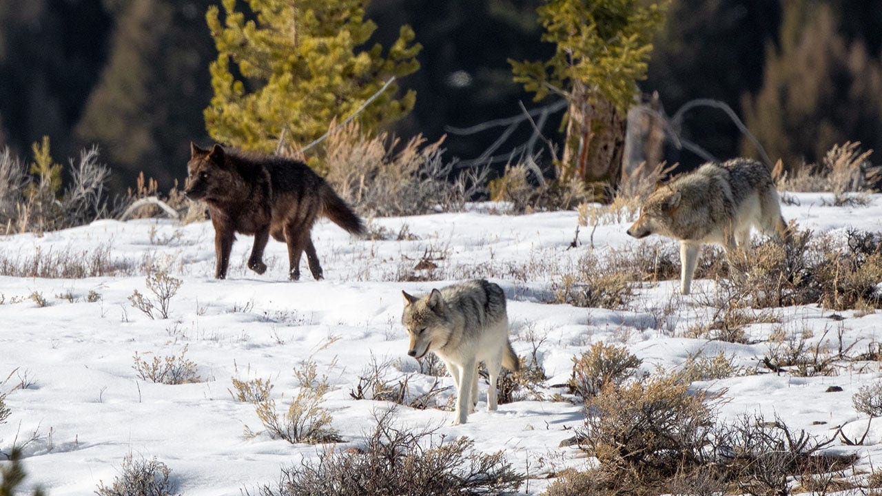 Montana pauses wolf hunting in certain areas as officials fear threat to species