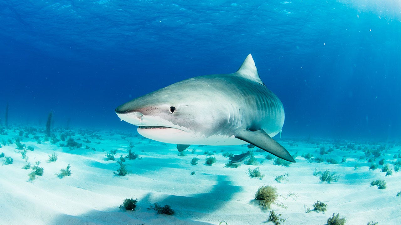 Shark attack in summer: Here’s what to do and how to stabilize a victim in real time