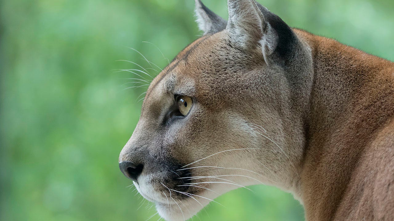 Colorado bill banning mountain lion and bobcat hunting voted down in committee