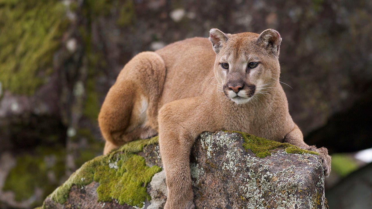 Utah hiker, 70, fights off mountain lion with a rock after he's ambushed in canyon
