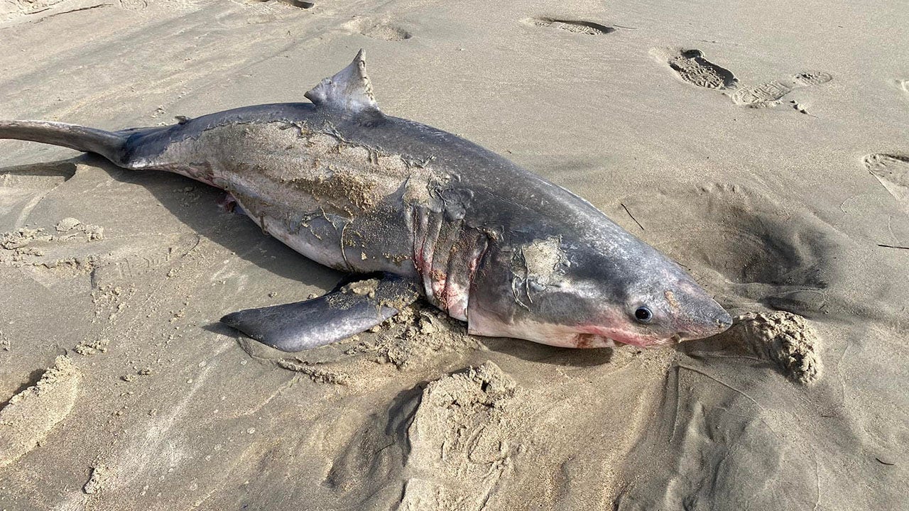 MONSTER SHARK Fishing: Outer Banks, North Carolina Shark Landed on Beach &  HOW TO 