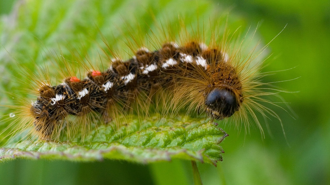 Maine’s browntail moths now have their own month to raise awareness and slow their spread