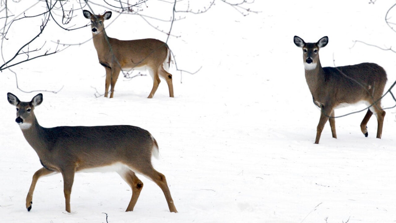 Omicron found in NYC deer, study shows