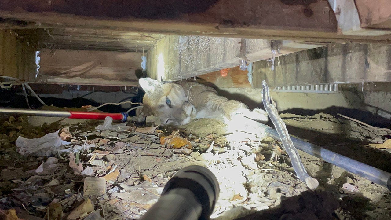 Colorado officials remove mountain lion from underneath family’s back deck