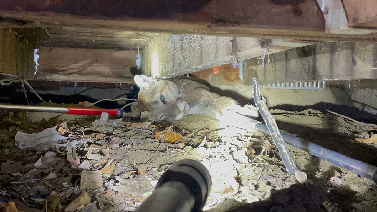 Colorado officials remove mountain lion from underneath family's back deck