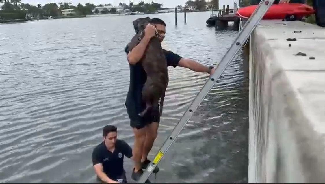 Miami puppy saved after falling off ledge on the beach