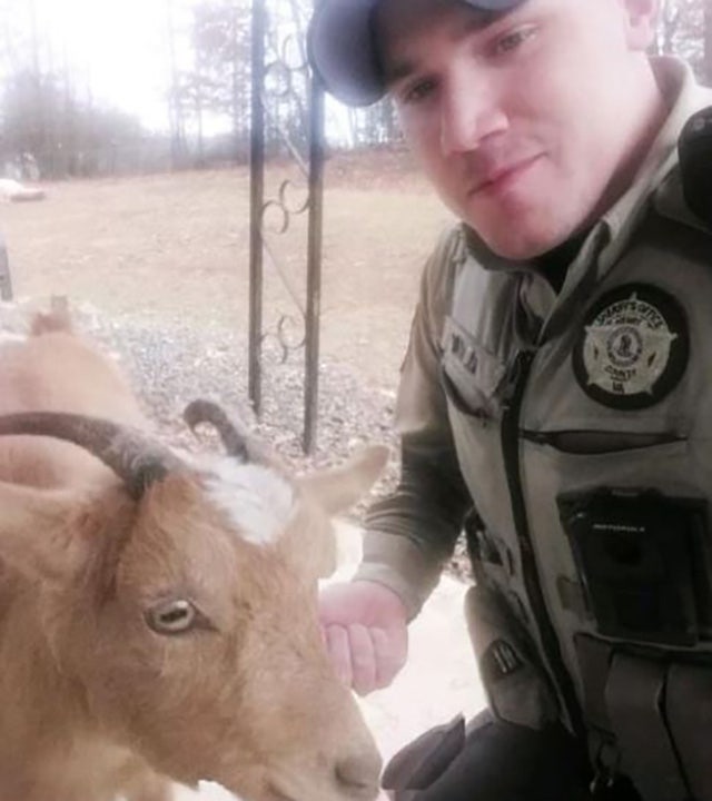 Virginia sheriff's office praises goat for assistance in chasing suspect