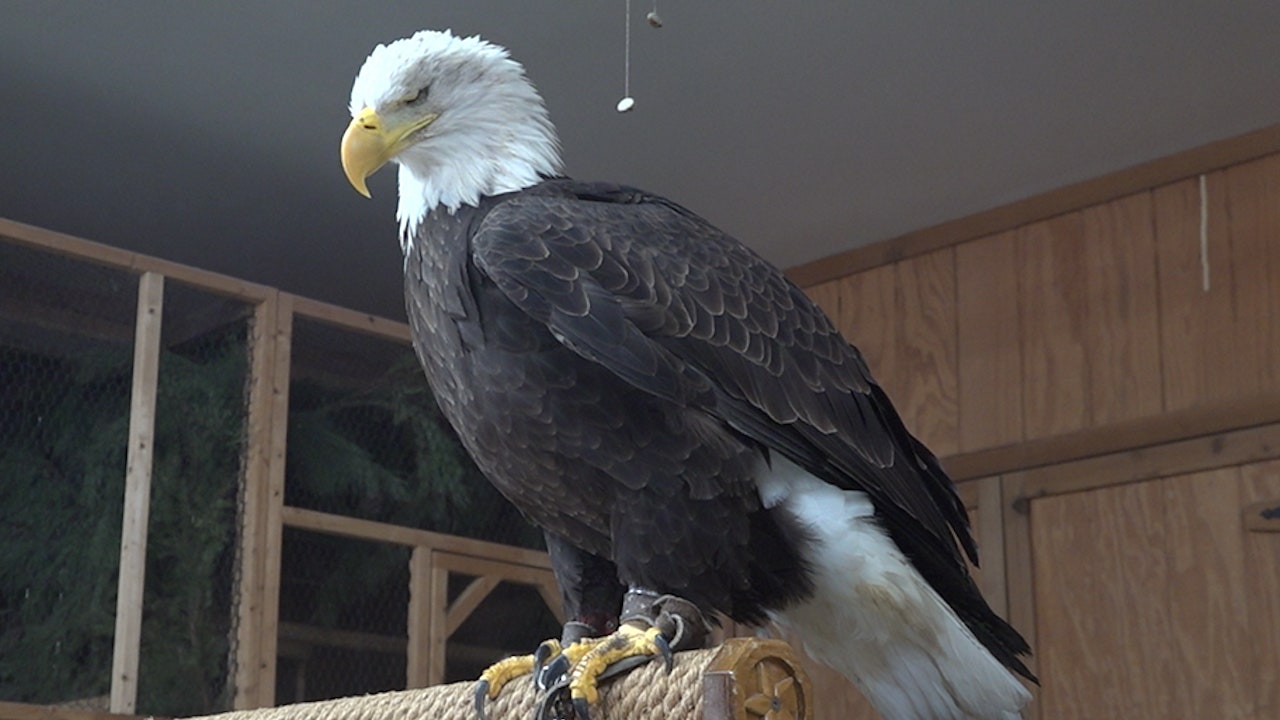 Watch CBS Saturday Morning: Bald eagles at risk of lead poisoning