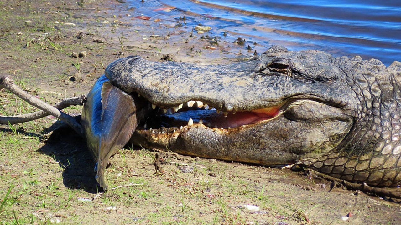 Cold-stunned alligator spotted in Florida state park with fish in its mouth
