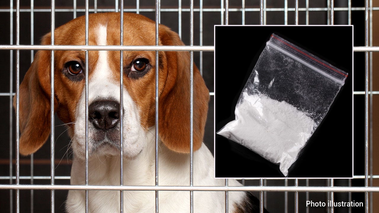 NIH spent $2.3M injecting dogs with cocaine in experiment related to overdose research: report
